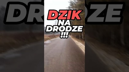 Dzik na drodze