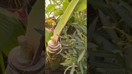 Ratowanie Ensete ventricosum Lange seed