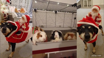 Vlogmas 17Pies nosi na plecach Mikołaja