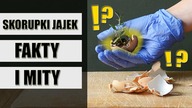 Jak wykorzystać SKORUPKI JAJEK w uprawie roślin - FAKTY I MITY