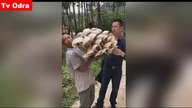 LiveLeak - Chinese villager finds giant mushroom weighing the same as 20 bags of sugar