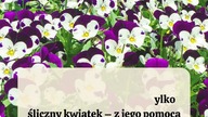  Herbatka oczyszczająca z FIOŁKA TRÓJBARWNEGO