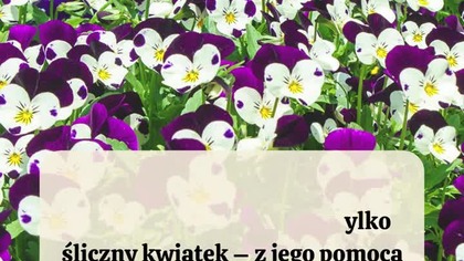  Herbatka oczyszczająca z FIOŁKA TRÓJBARWNEGO