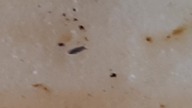 Ceratophysella sp.  Lilac #skoczogonek #springtail 