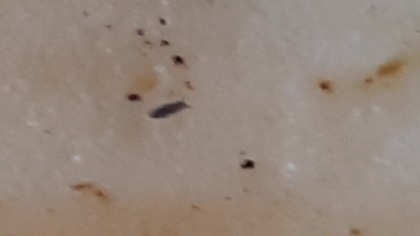 Ceratophysella sp.  Lilac #skoczogonek #springtail 