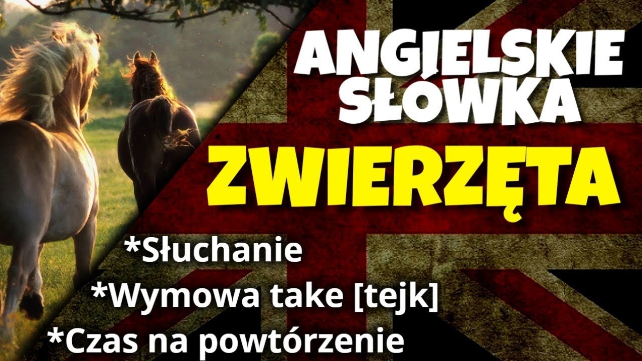 Zwierzęta po angielsku CDA