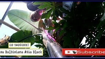 354-Od sadzonki ! Musa Balbisiana Atia Black uprawa w Polsce, stalewiak, forum.