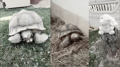 Mój żółw Zuzia nie żyje 