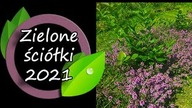 Zielone ściółki - smutne wnioski na 2021 rok.