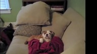 FUNNY ANIMALS COMPILATION 2020 #1