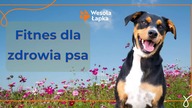 Fitness dla zdrowia psa