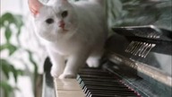 a cat jumping away from the piano keyboard
