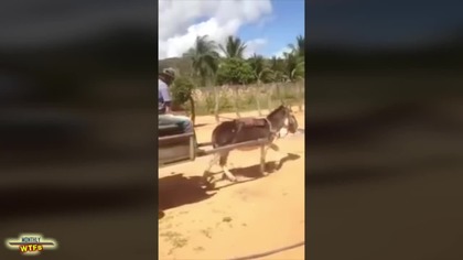 WTF sierpien 2015 (MonthlyFails )