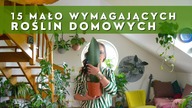 15 mało wymagających CIEKAWYCH roślin domowych  Domowa dżungla cz. 1