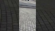 Dziki na rynku w Jaworznie
