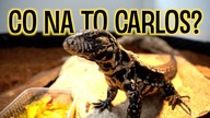 Co nowego u CARLOSA? + karmienie