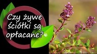 Czy zielone ściółki są opłacalne?