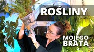 Paproć i skrzydłokwiat.  Rośliny domowe mojego brata.  Roślinne aktualizacje Plant Tour Styczeń