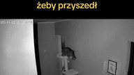 Kiedy leżysz w łóżku i wołasz kota żeby przyszedł #koty #kot #czajna