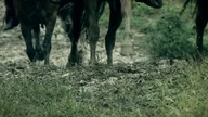 Legend Of The Seeker - Miecz Prawdy S01E14