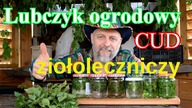 Lubczyk ogrodowy.  Panaceum w Twoim ogródku.