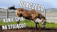 Dlaczego...  konie śpią na stojąco?