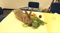 Największy królik świata - Rekord Guinessa