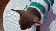 Nowy sweterek Tolka #chihuahua