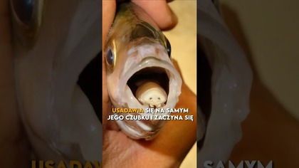 Ryba mutant!  Jedyny taki przypadek na świecie #ciekawka