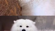 Cute samoyed  #samoyed #cute #dog