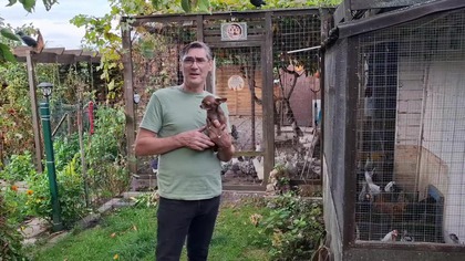 Kury w warzywniku * W Garden kuRaż 497