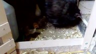 Appenzeller Chicken * trzydniowe kurczaki * 2018 03 31