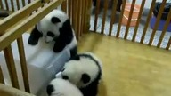 Uciekająca panda 2