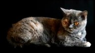 cat, playful, big eyes