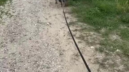 Wśród traw i kleszczy.
