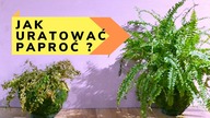 Dlaczego paprotka USYCHA gubi liście? Jak uratować schnąca paproć?
