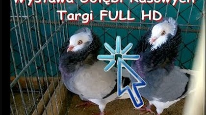 Wystawa Gołębi Rasowych Targi FULL HD