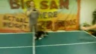 Kot ping-pong