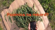 Rekordowe plony? Pszenica na 1... ton? Kula