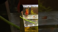 its 2008 and your fish get birth in your aquarium #frutigeraero #frutiger #aquarium #fish #birthday