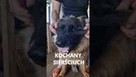 Piesek w domu.  Zobacz zanim się zdecydujesz!