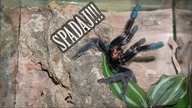 Przeprowadzka dzikiej Lampropelma nigerrimum! UCIEKŁA : /