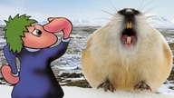 Lemingi i mit zbiorowego samobójstwa