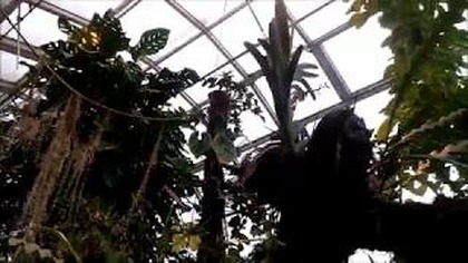 350-UW Cz. 6-Cycas,stangeria eriopus,Hoffmannia ghiesbreghtii,storczyk vanda i inne cuda roślinne