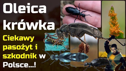 Oleica krówka - okropny pasożyt i szkodnik w Polsce