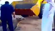 Pr&oacute;ba uratowania wielbłąda
