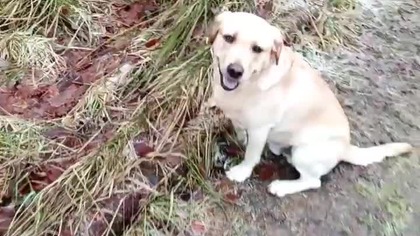 Spacer leśny z Rubikiem, czyli Sarmata i Rubik na wędrówkach! Q&A i pogadanka z trasy! Koszalin!