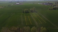 Czy opryski działają? Pełna ochrona vs kontrola/ Kula