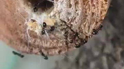 Nowy lokator na Chacie  #insects #zwierzaki #natura #ants #mrówki