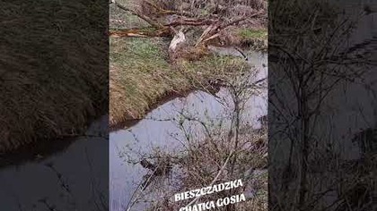 Bobrowa tama w Bieszczadach Cz.  2 :) #bieszczady #wbieszczady #biesy #wbiesy #tama #rzeka